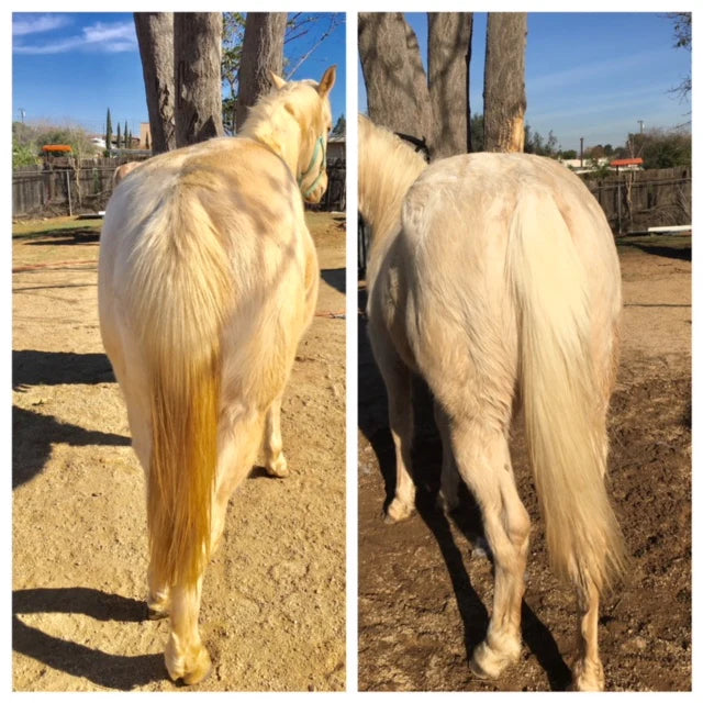 Knotty Horse Apricot Oil Brightening Shampoo image 2