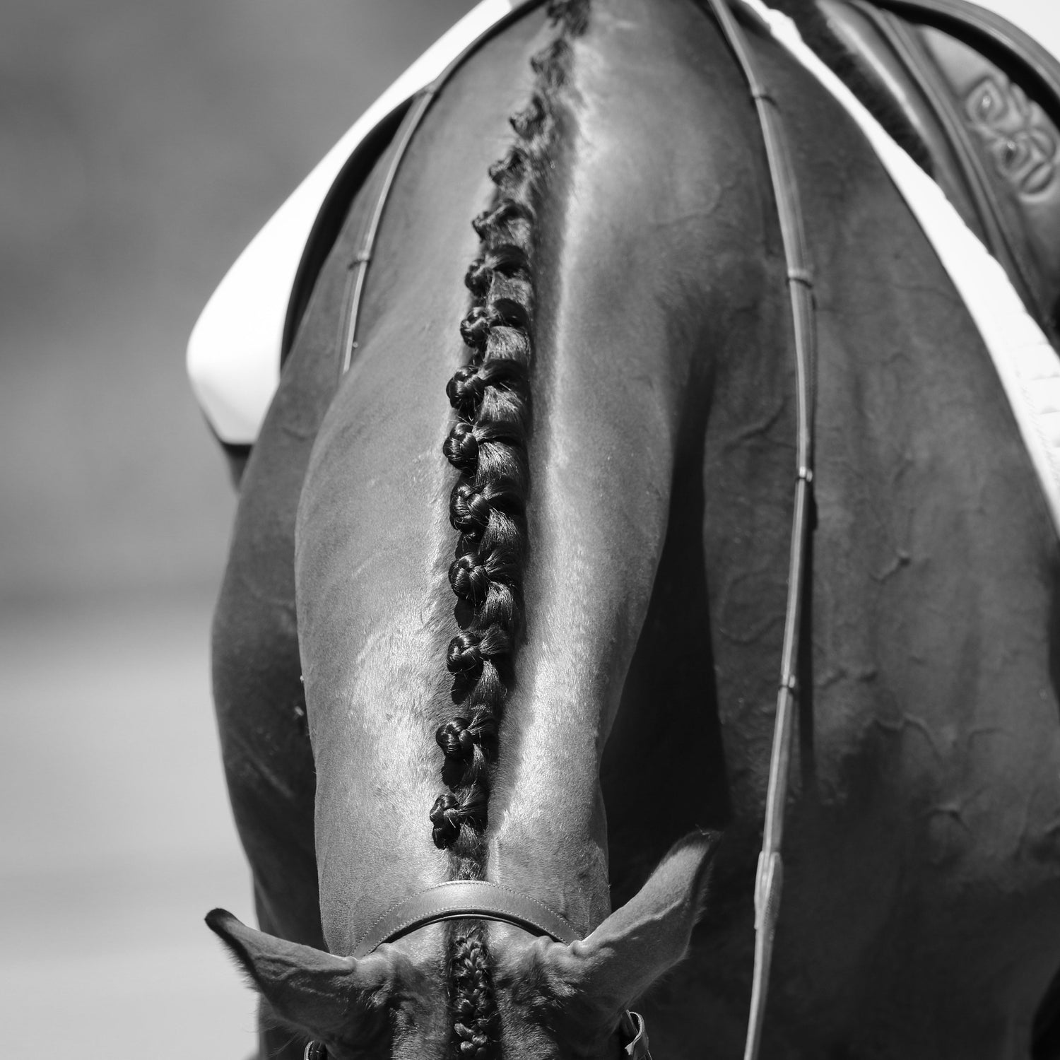 Equestrian
