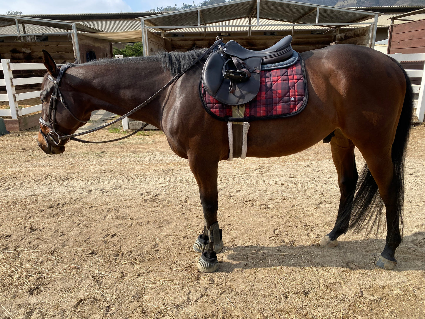 Dapplebay Holiday Plaid Jump Saddle Pad -RED