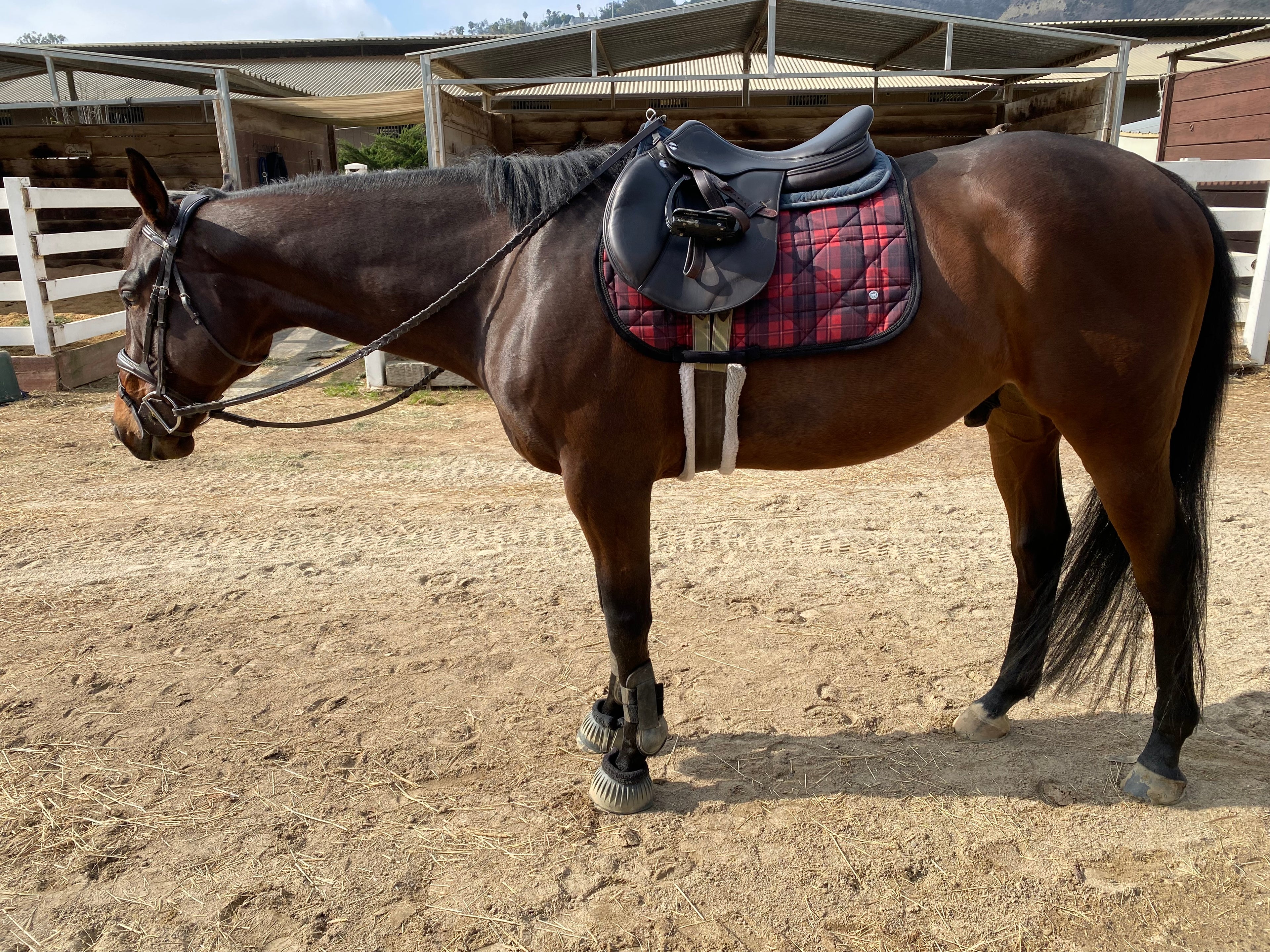Dapplebay Holiday Plaid Jump Saddle Pad RED- CLEARANCE