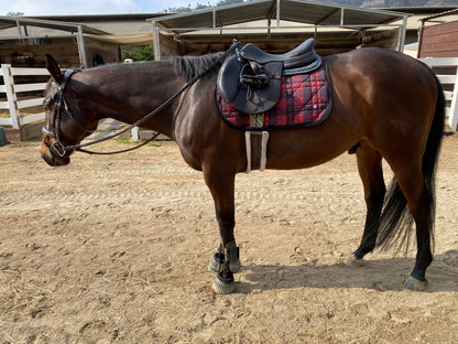 Dapplebay Holiday Plaid Jump Saddle Pad -RED