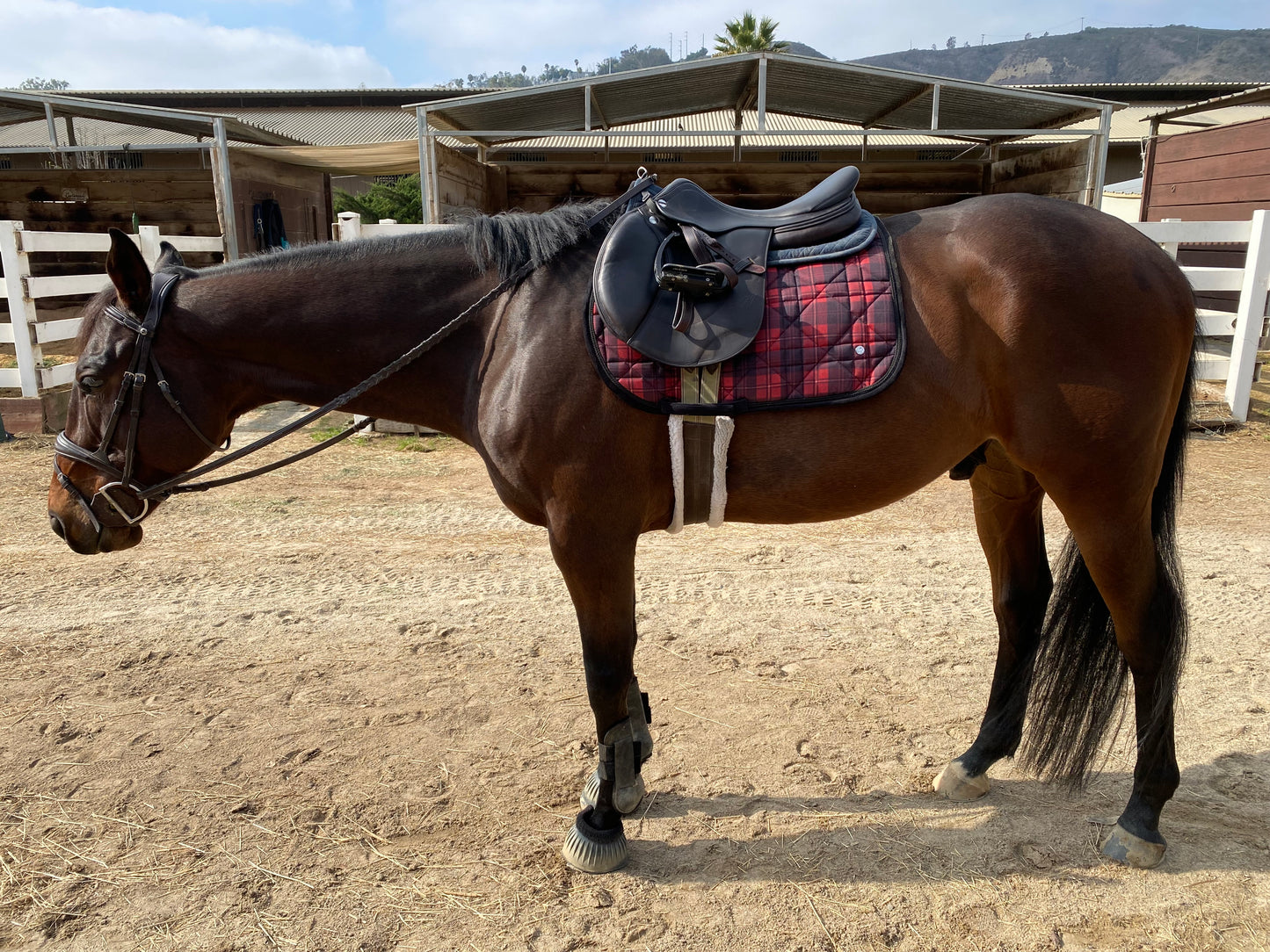 Dapplebay Holiday Plaid Jump Saddle Pad -RED
