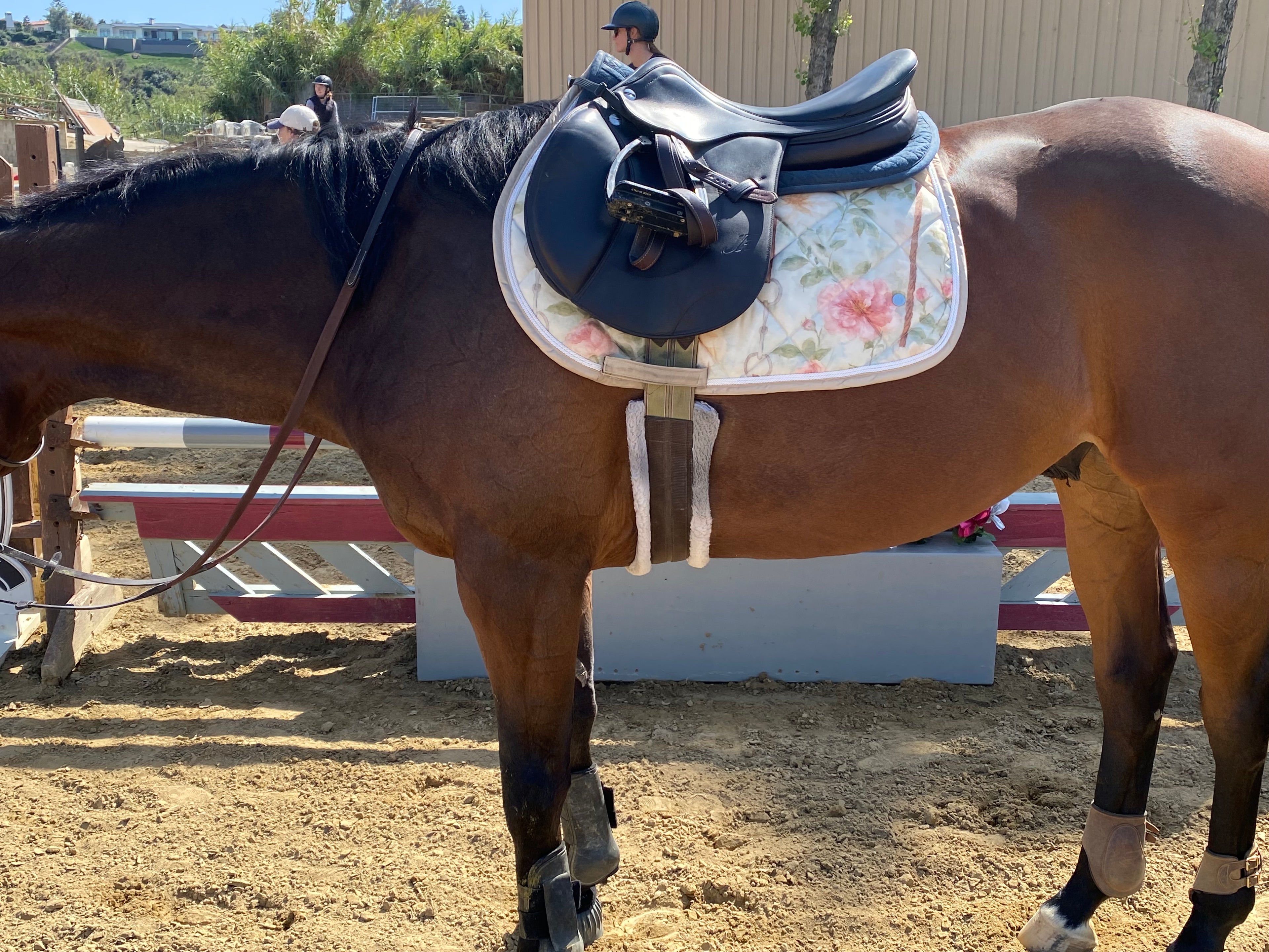 Dapplebay Vintage Floral Jump Saddle Pad