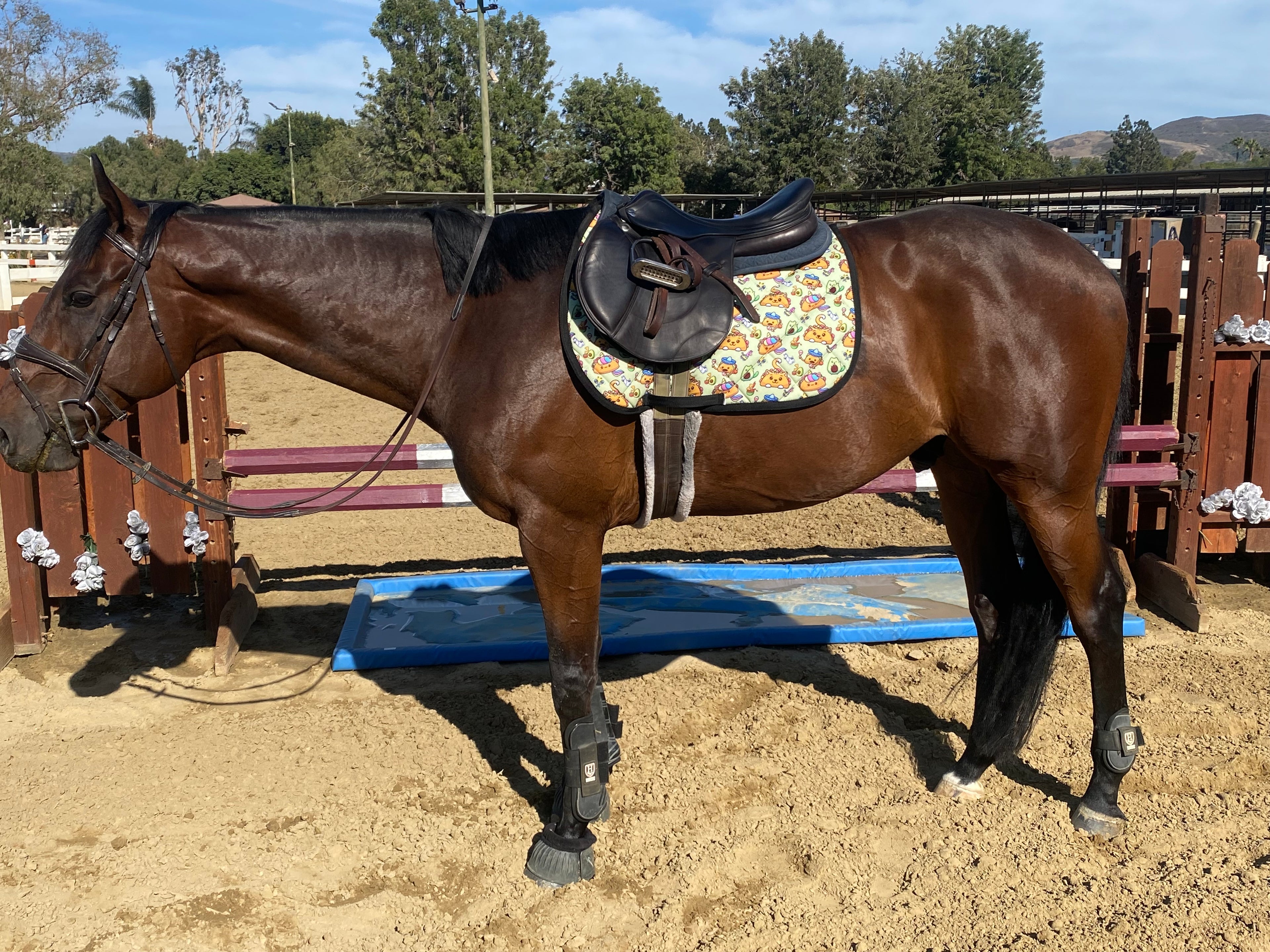 Taco Cat Saddle Pad