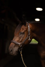 Henri de Rivel Stress Free Halter With Fancy Contrast Stitching