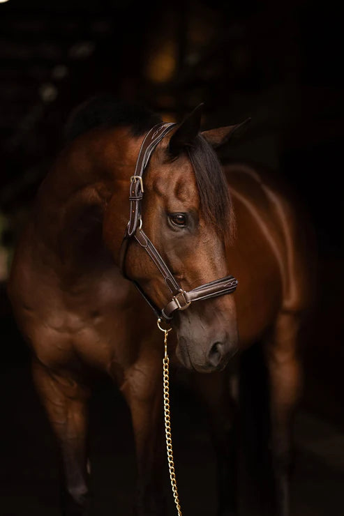 Henri de Rivel Stress Free Halter With Fancy Contrast Stitching