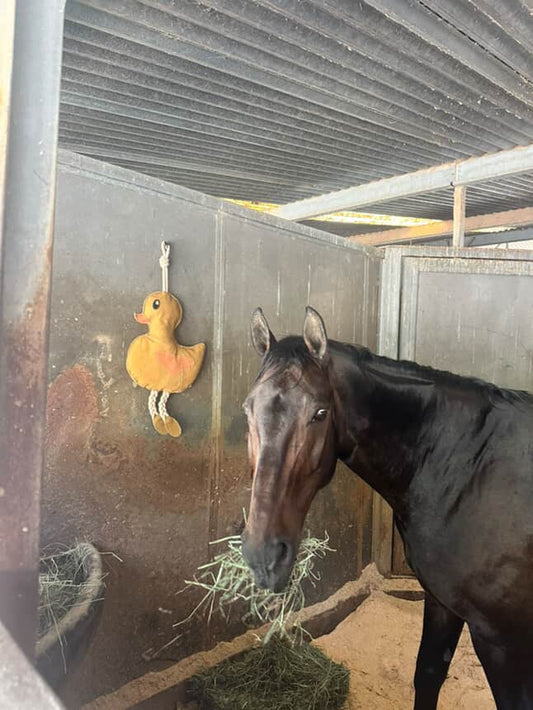 HKM DUCK TOY FOR HORSES image 0