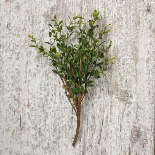 Boxwood Pick image 0